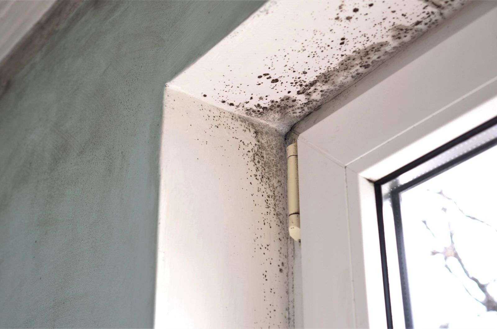 Humidity Imbalance Breeding Ground for Mould
